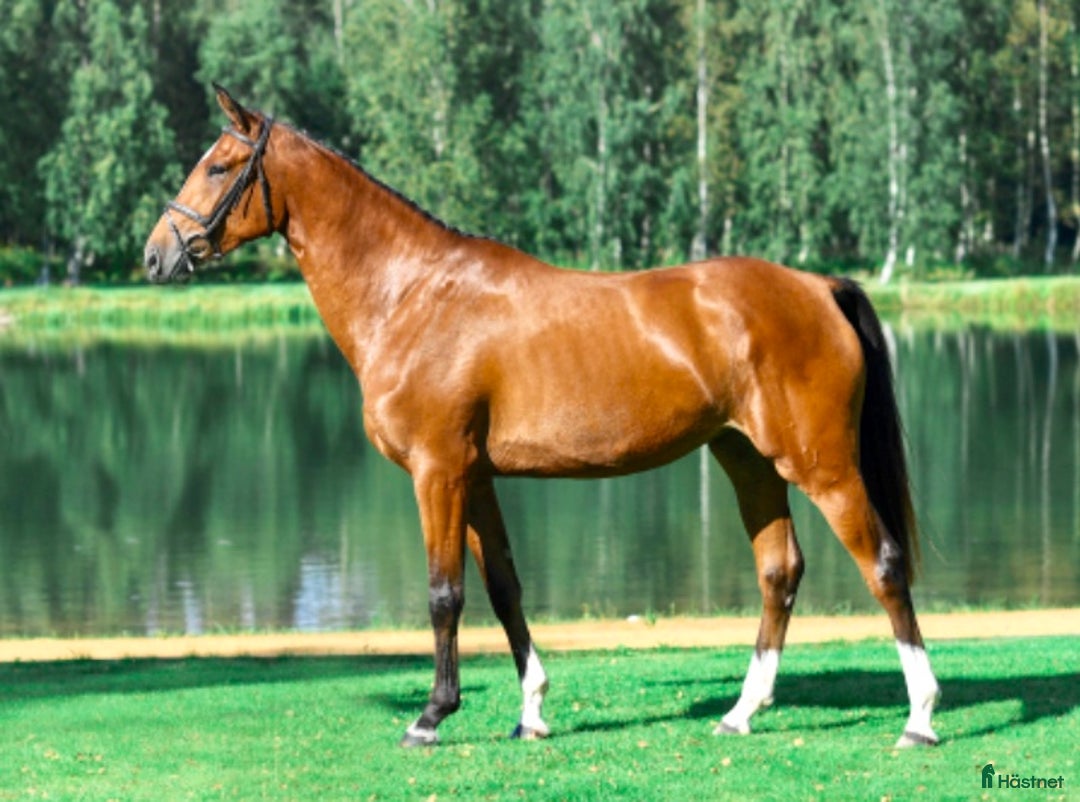  hästjobb finnes: HÄSTSKÖTARE till HÄSTAK i Älmeboda - Annons 7