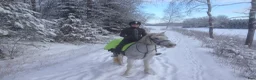  medryttarhäst finnes: Välutbildad D-ponny söker medryttare - Annons 2