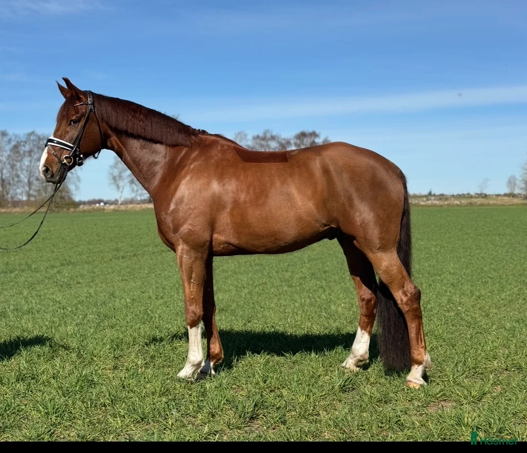 Dressyr hästar till salu: Framtidshäst med GP potential  - Annons 2