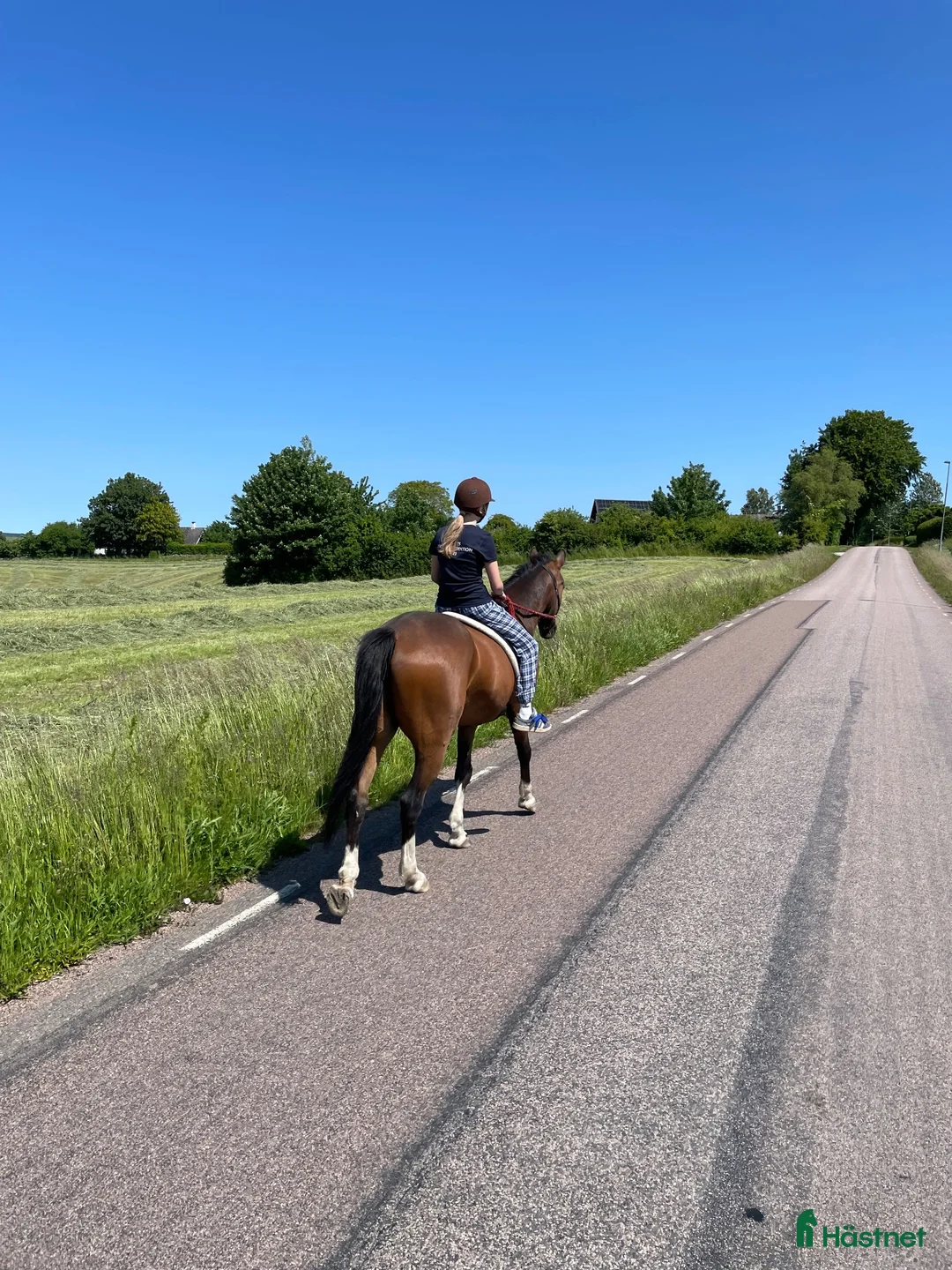 Allround hästar till salu: En häst med hjärta av guld!  - Annons 2