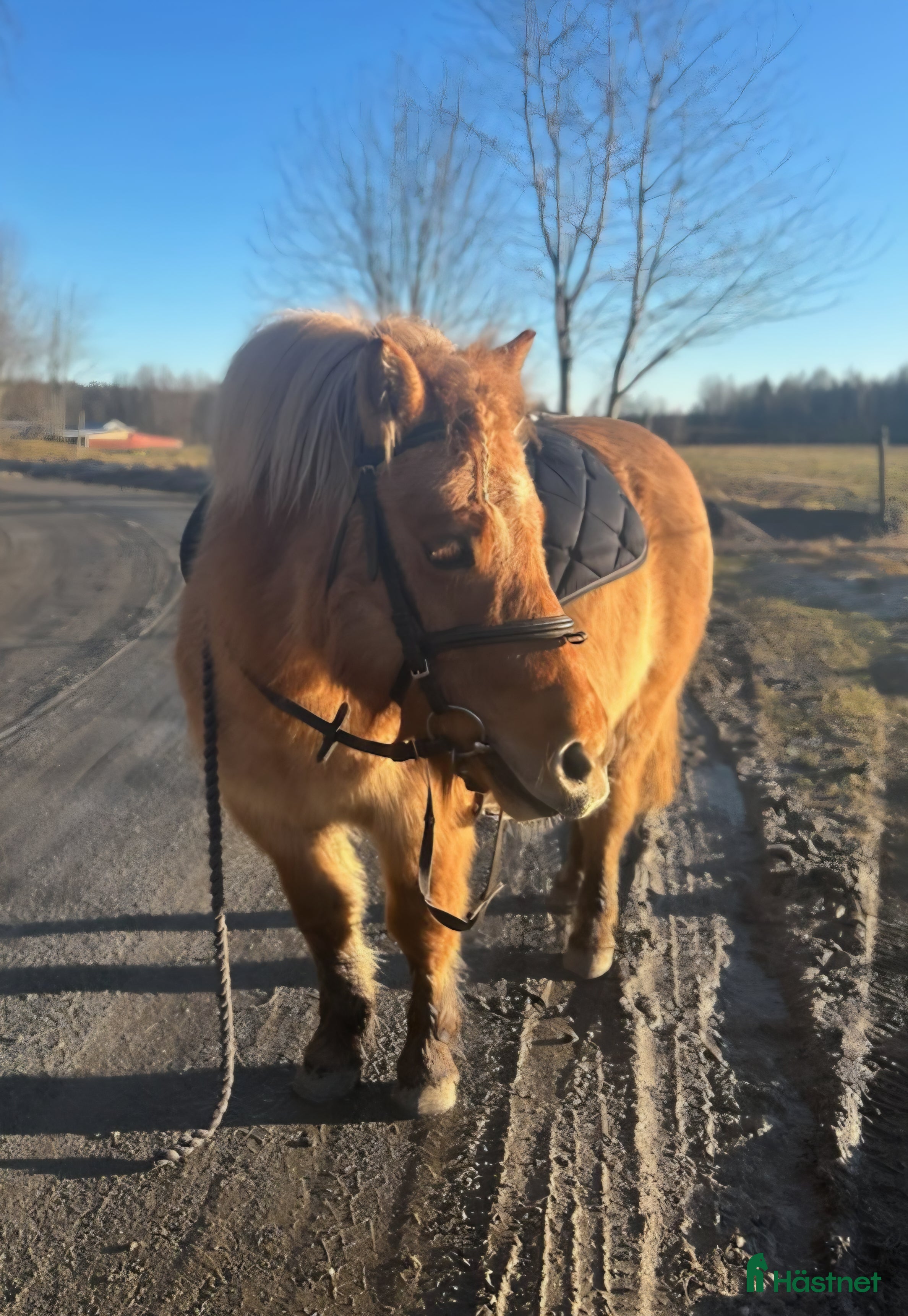  hästar LITEN KORSNINGSPONNY i Dalskog - Annons 11