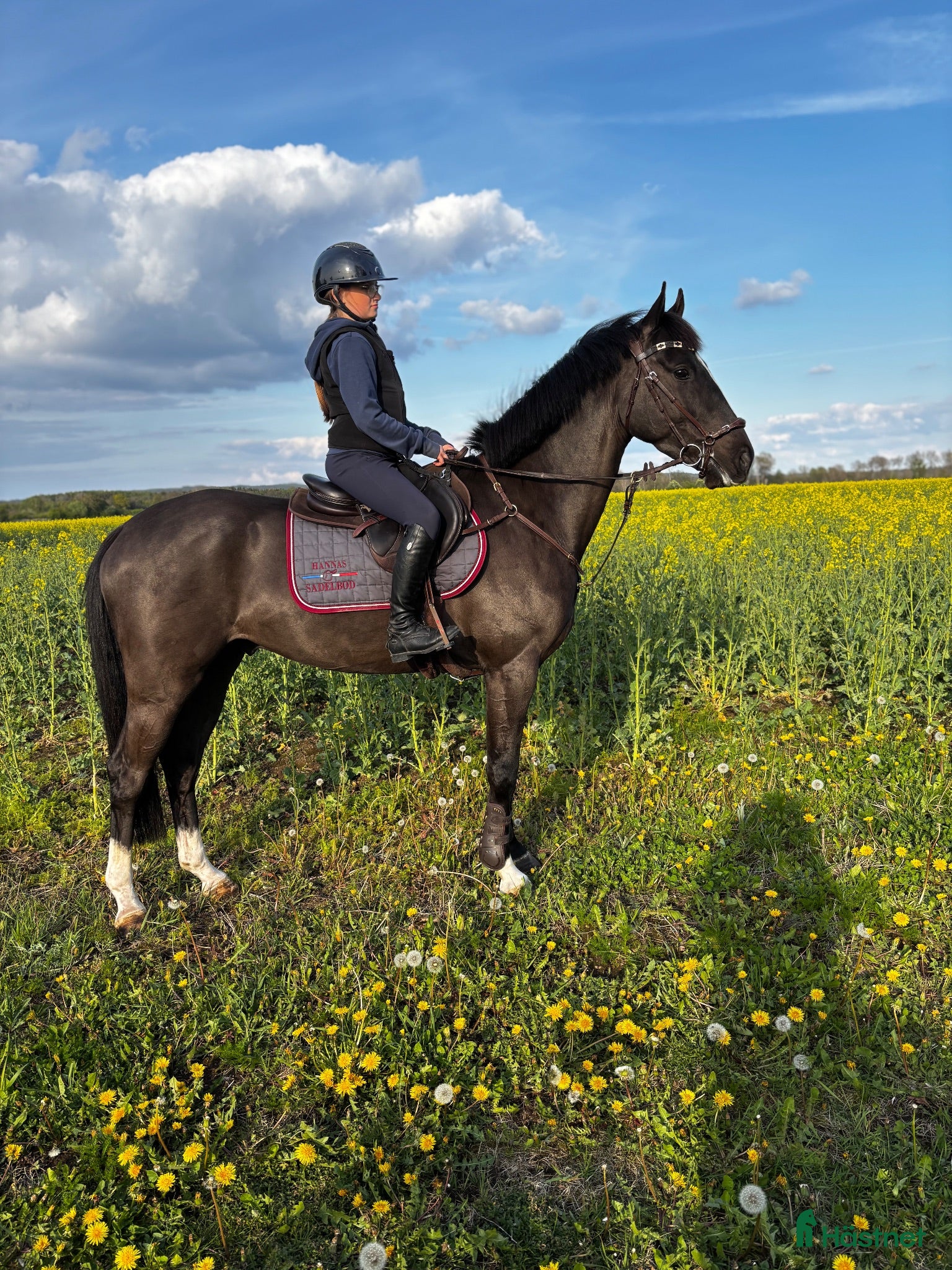  hästar Underbar & vacker 4-åring - Annons 2