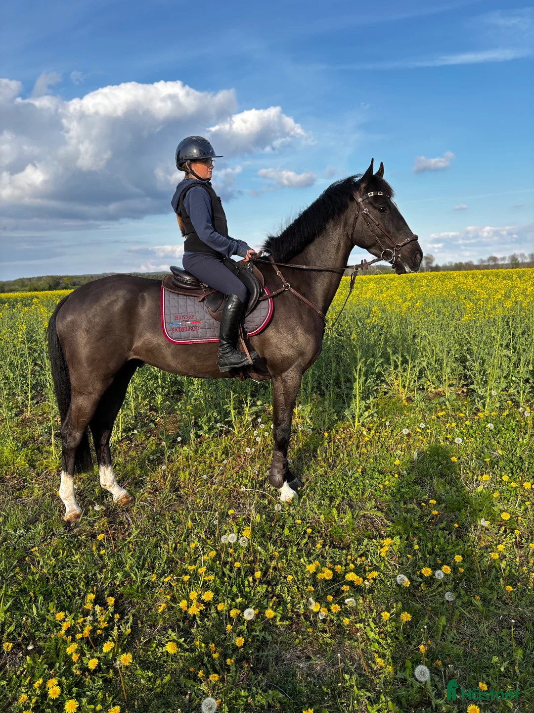 Hoppning hästar till salu: Underbar & vacker 4-åring - Annons 2