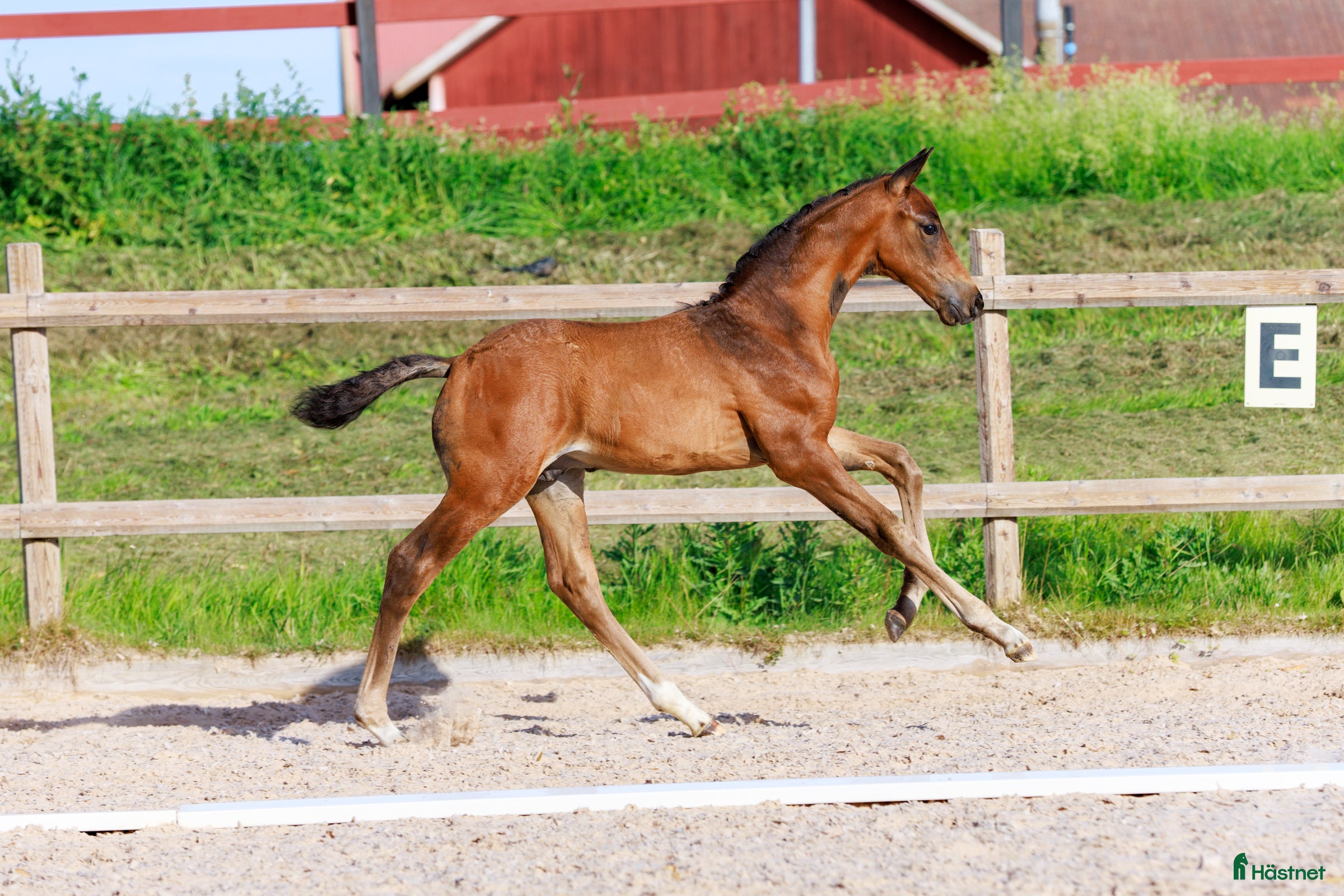  hästar Premieföl med välmeriterat möderne i Salbohed - Annons 12
