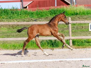 hästar Premieföl med välmeriterat möderne i Salbohed - Annons 12