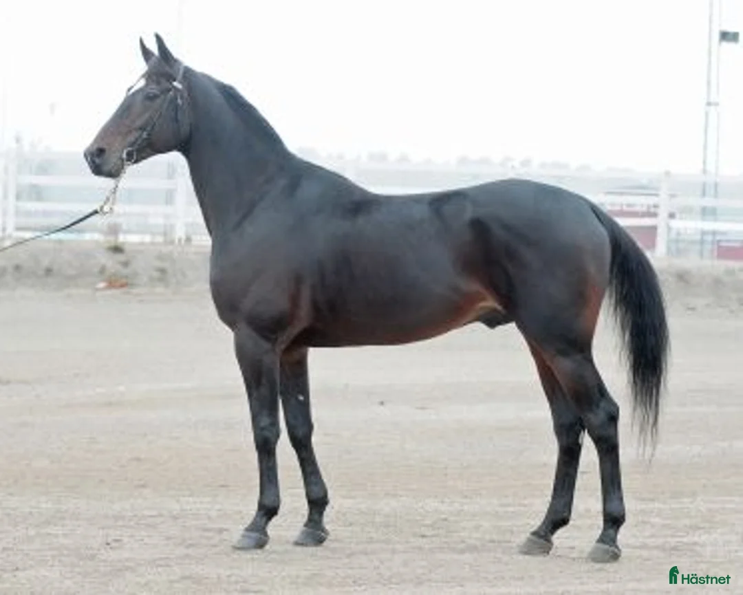 Trav hästar till salu: Ettårig hingst efter Flocki d’Aurcy i Forshaga - Annons 4