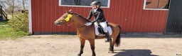  medryttarhäst finnes: Fin dressyrponny söker seriös medryttare  i Ängelholm - Annons 2