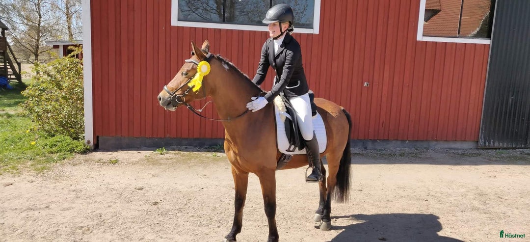  medryttarhäst finnes: Fin dressyrponny söker seriös medryttare  i Ängelholm - Annons 2