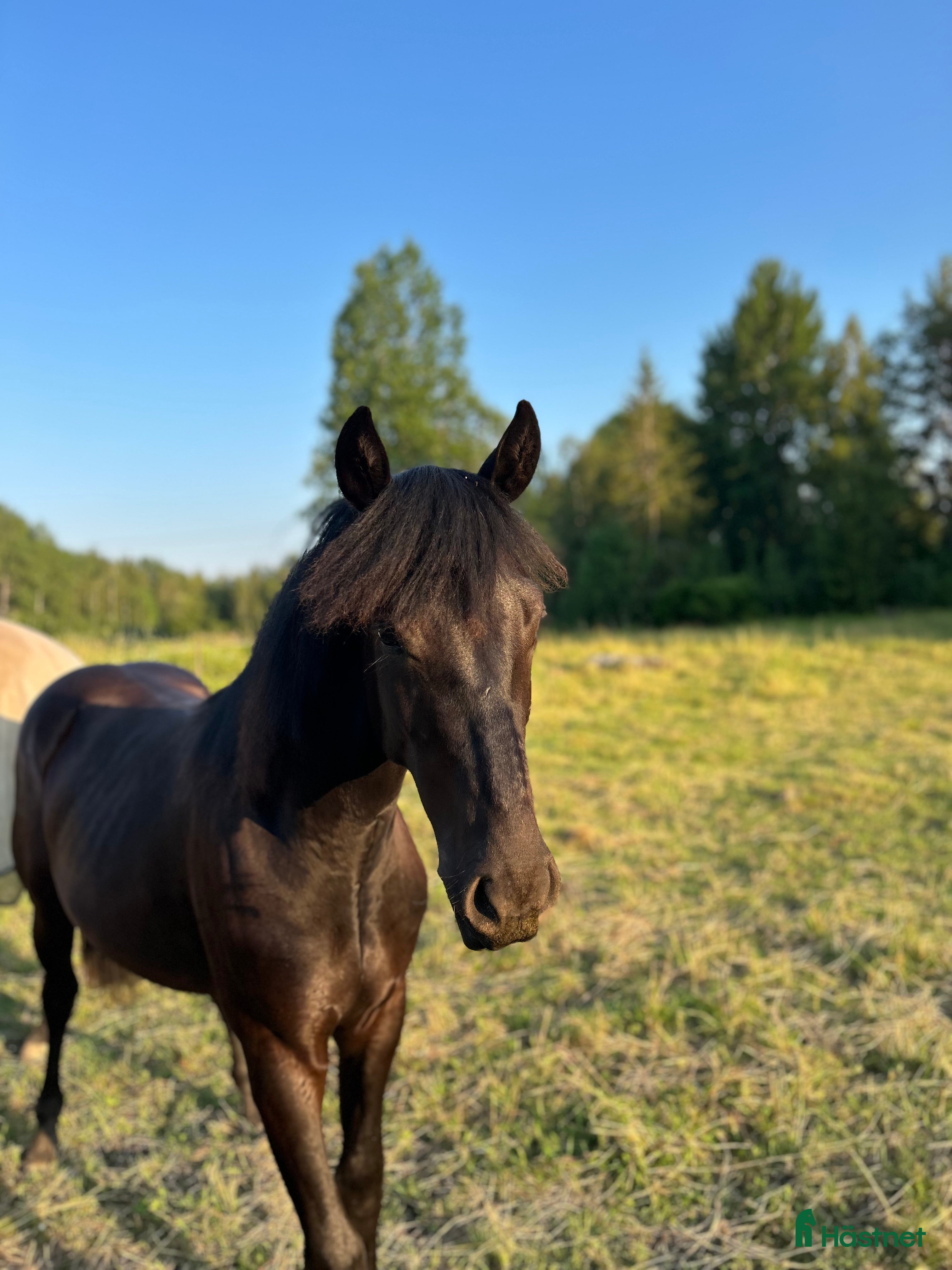  hästar Värdens underbaraste unghäst söker nytt hem - Annons 1