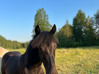 hästar Värdens underbaraste unghäst söker nytt hem - Annons 1