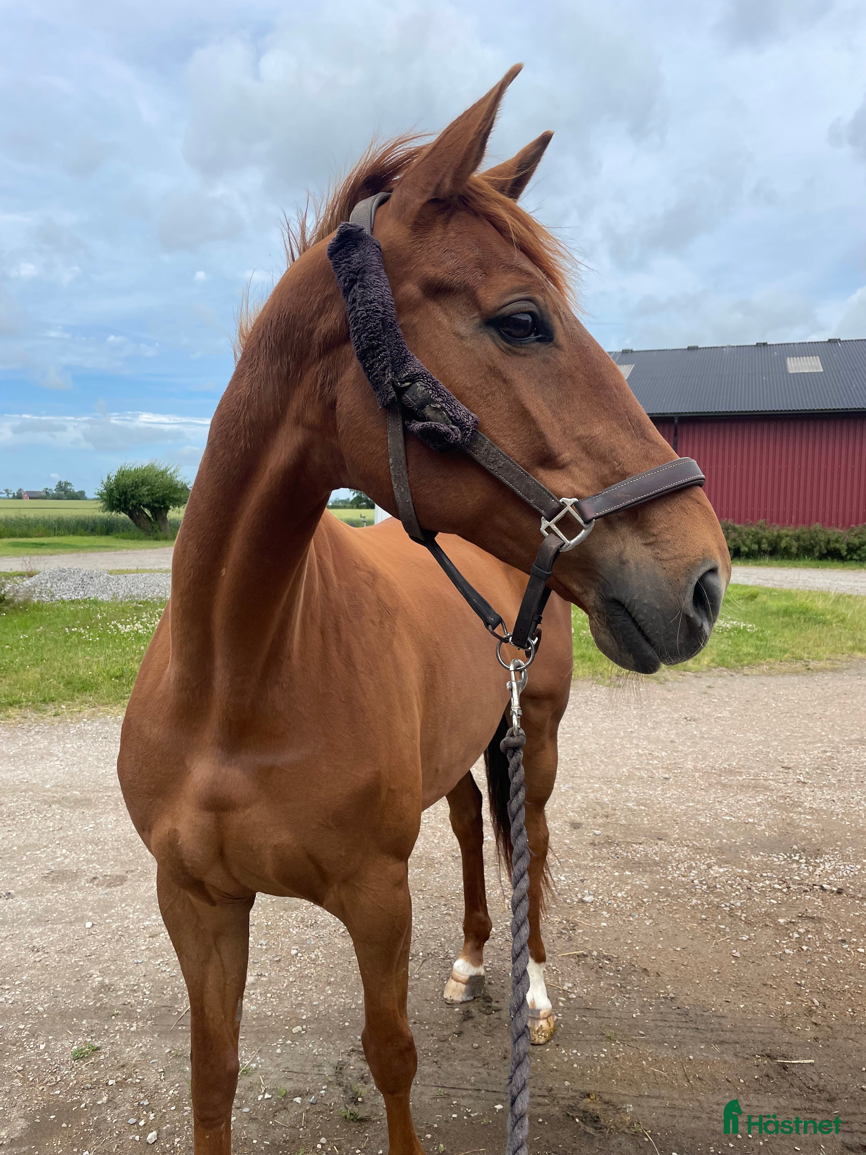  hästar Fint sto dräktigt med Chou Blue i Lund - Annons 3