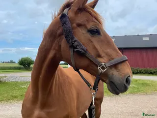 hästar Fint sto dräktigt med Chou Blue i Lund - Annons 3
