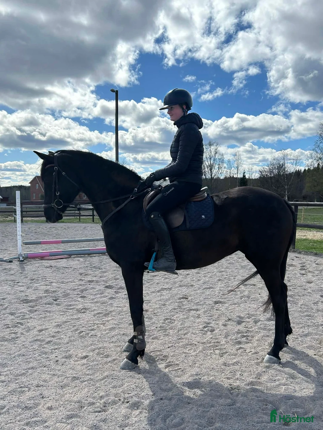 Allround hästar till salu: Fint och trevligt sto - Annons 2