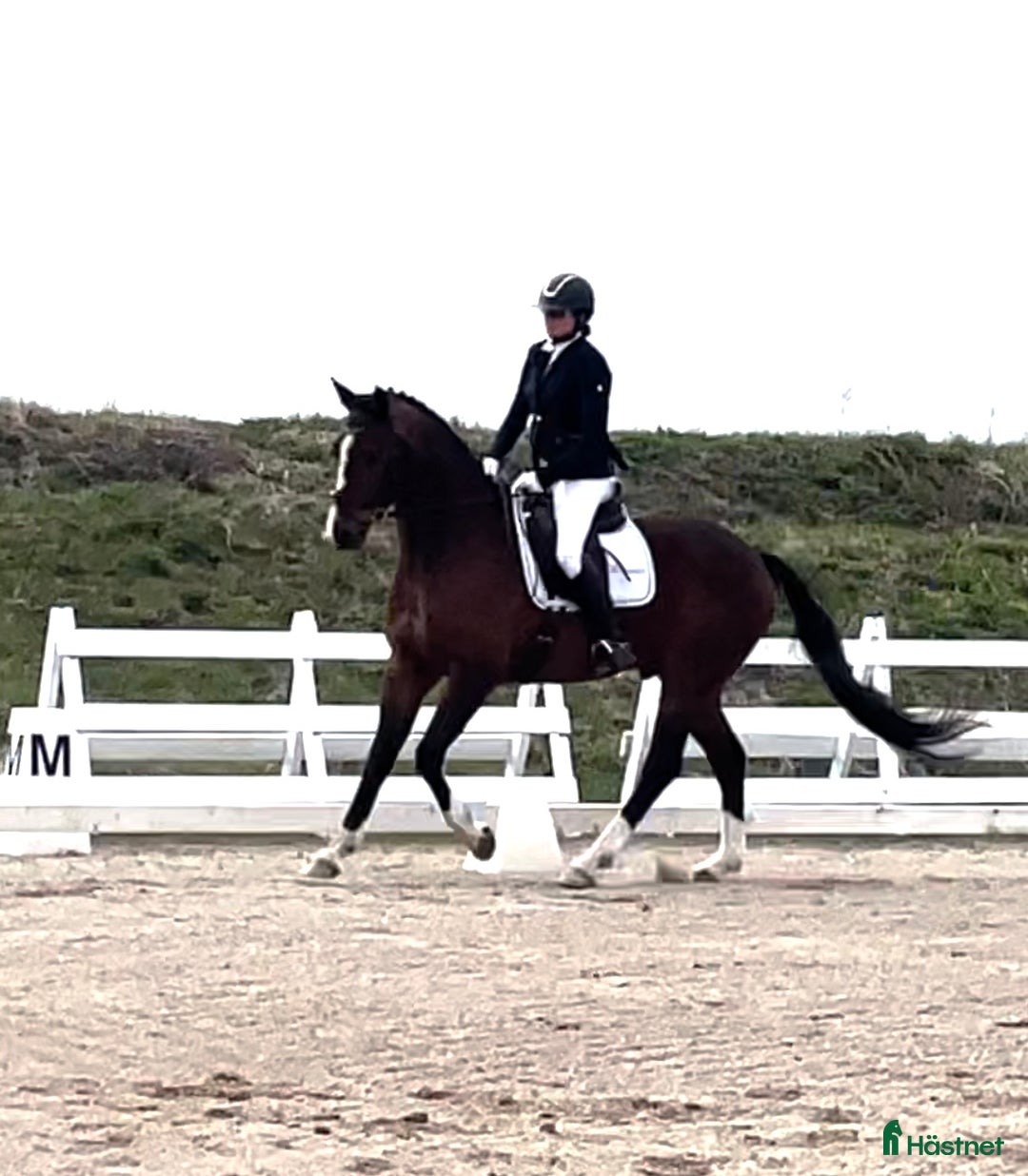 Dressyr hästar till salu: Fantastisk dressyrvalack  i Lärbro - Annons 3