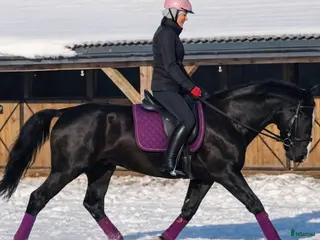 hästar New Fantastic Silesian - perfect mover - Annons 13