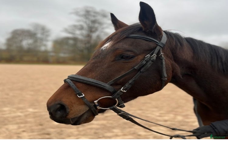  hästar i Aneby - Annons 8