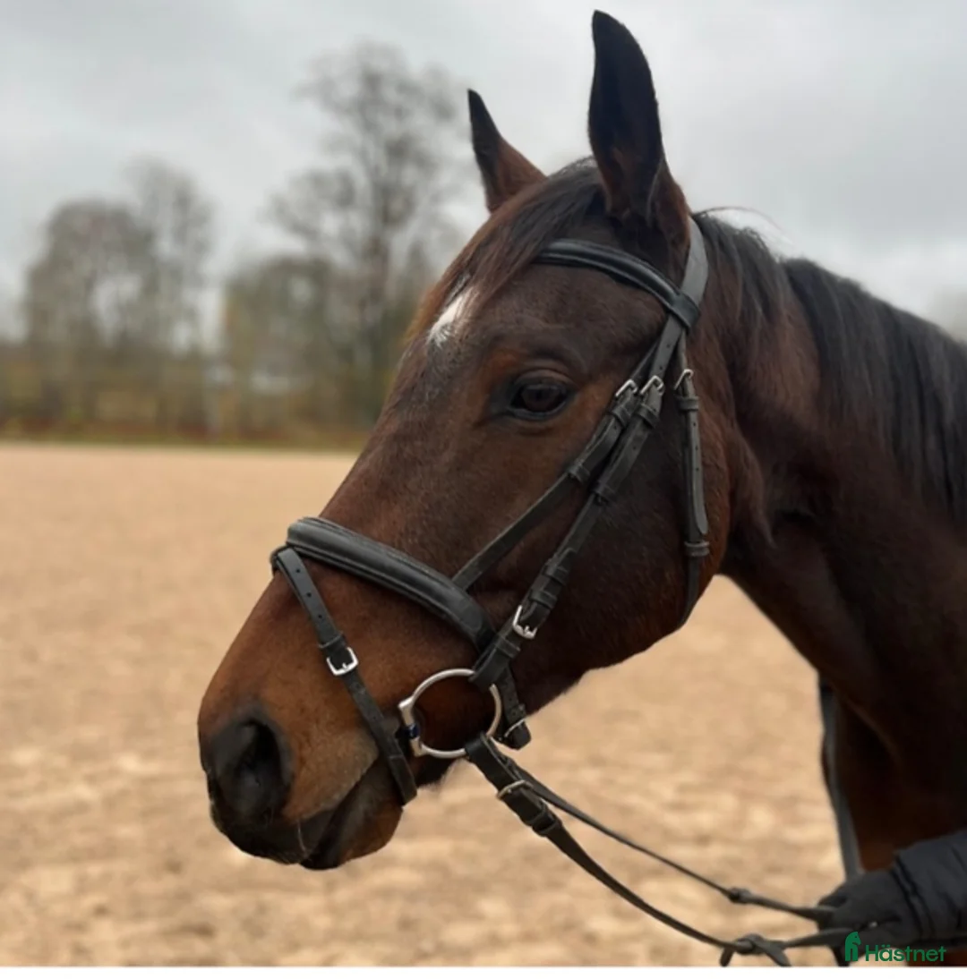 Allround hästar till salu: En bästa vän i Aneby - Annons 1