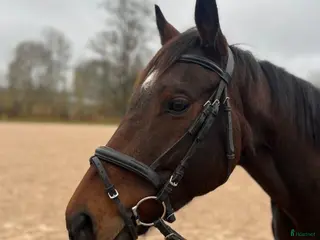 hästar En bästa vän i Aneby - Annons 3