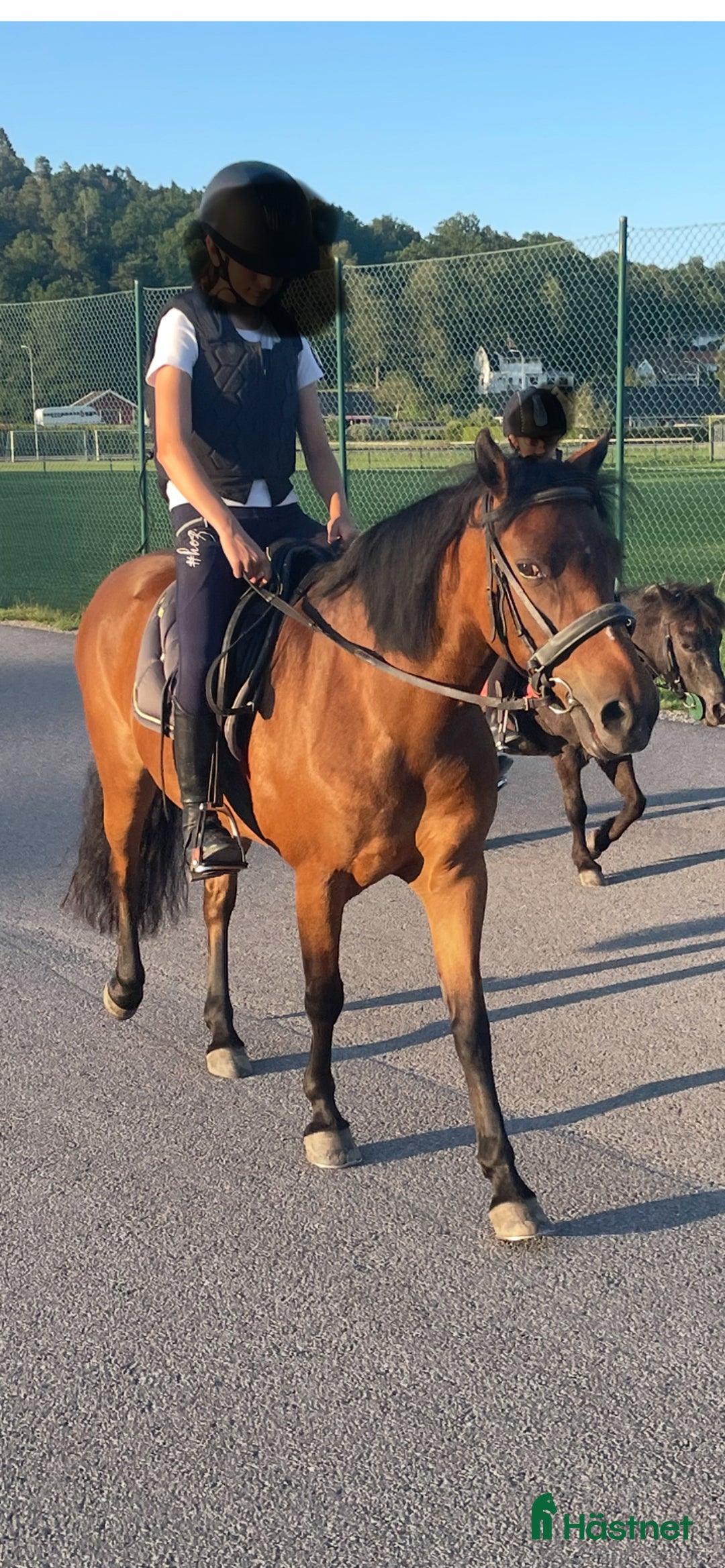 Sällskap hästar till salu: B- ponny - Annons 2