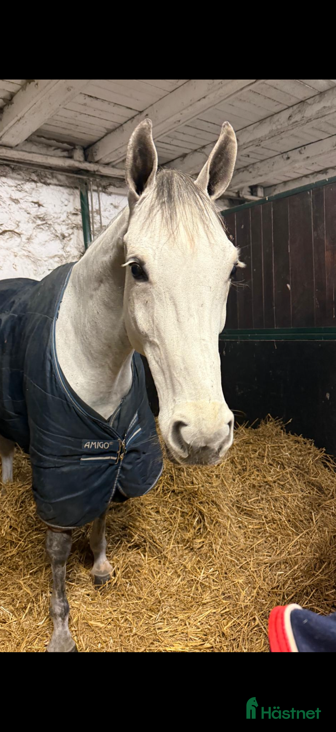 Hoppning hästar till salu: Fint Hoppsto i Skurup - Annons 2