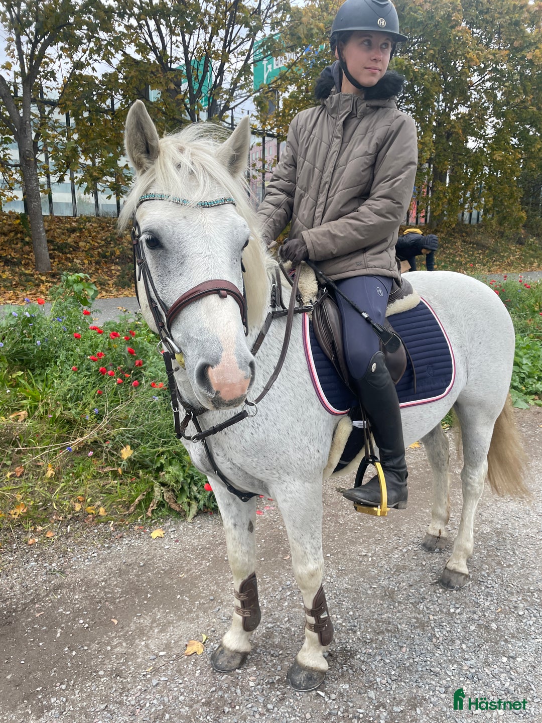 Allround hästar till salu: Härlig allroundponny  i Solna - Annons 6
