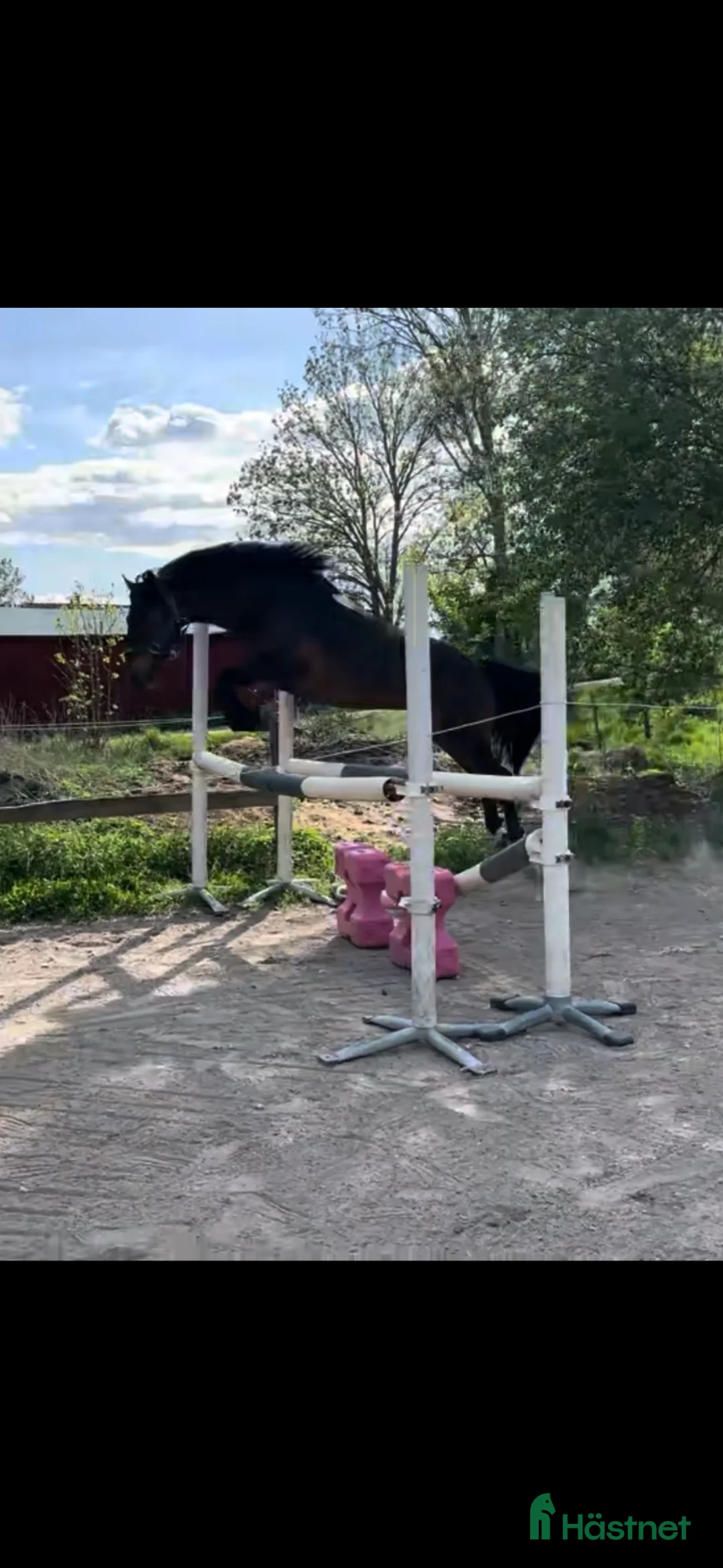 Hoppning hästar till salu: Trevlig ponny🩷 - Annons 3