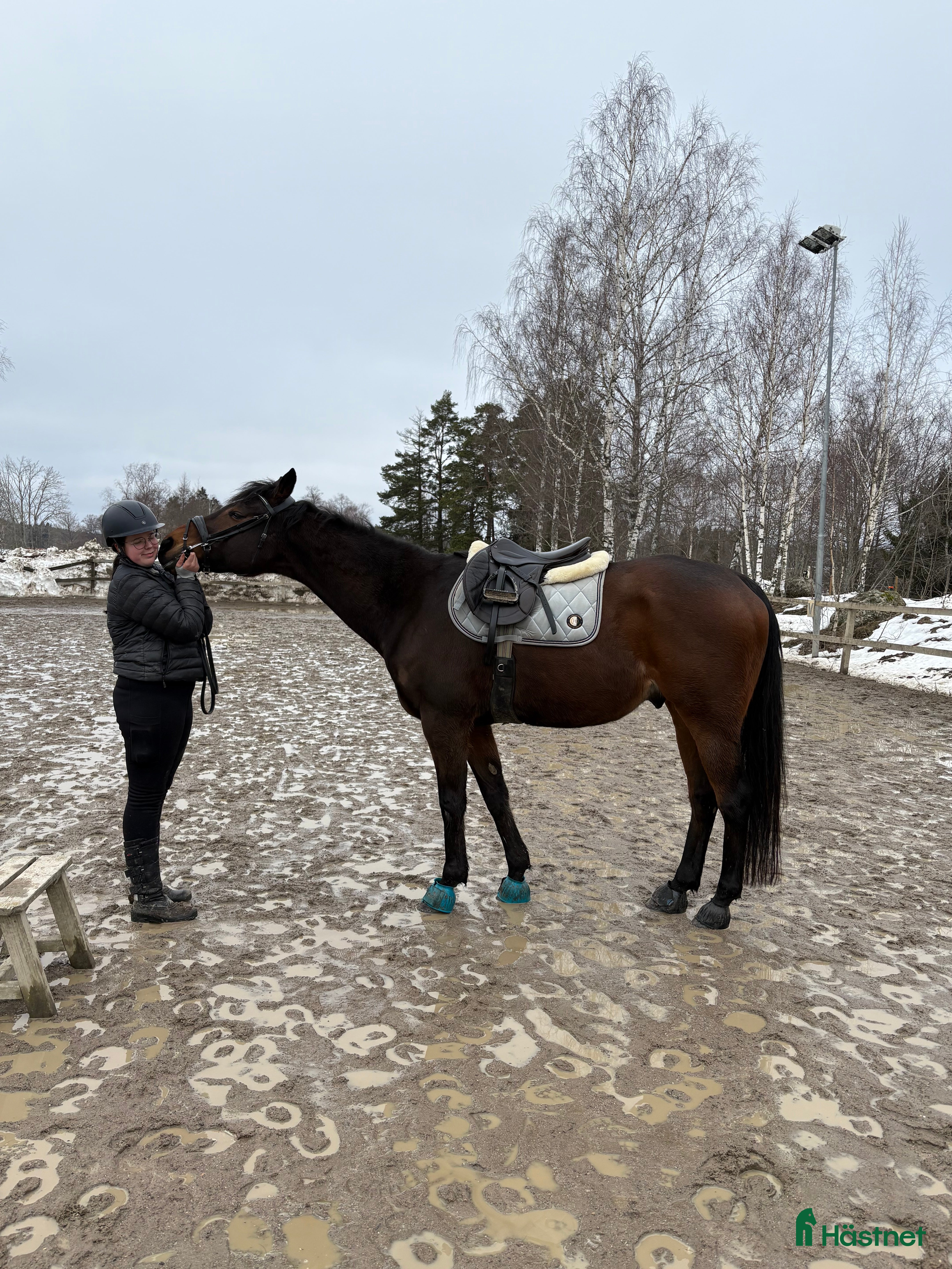  hästar Söker än bästa kompis - Annons 4