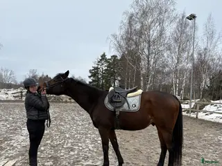 hästar Söker än bästa kompis - Annons 4