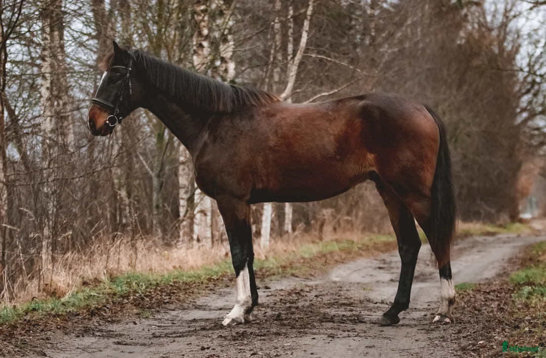 Dressyr hästar till salu: Vi säljer en häst som är uppfödd i Lettland. i Sorunda - Annons 4