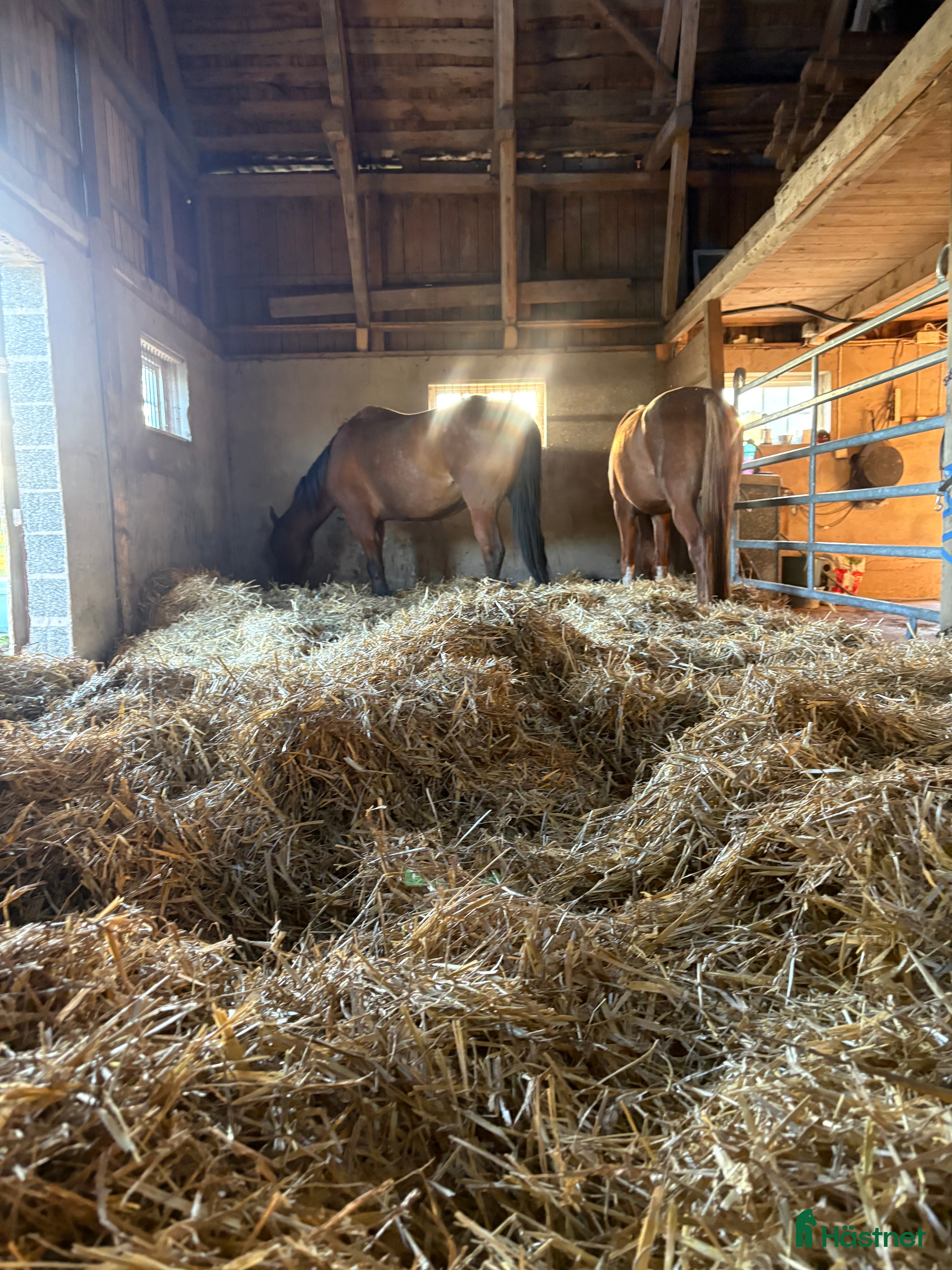  hästar Trevlig ridbar arab sökes i Åsenhöga - Annons 14