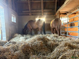 hästar Trevlig ridbar arab sökes i Åsenhöga - Annons 14