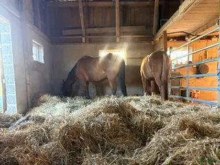 hästar Trevlig ridbar arab sökes i Åsenhöga - Annons 7