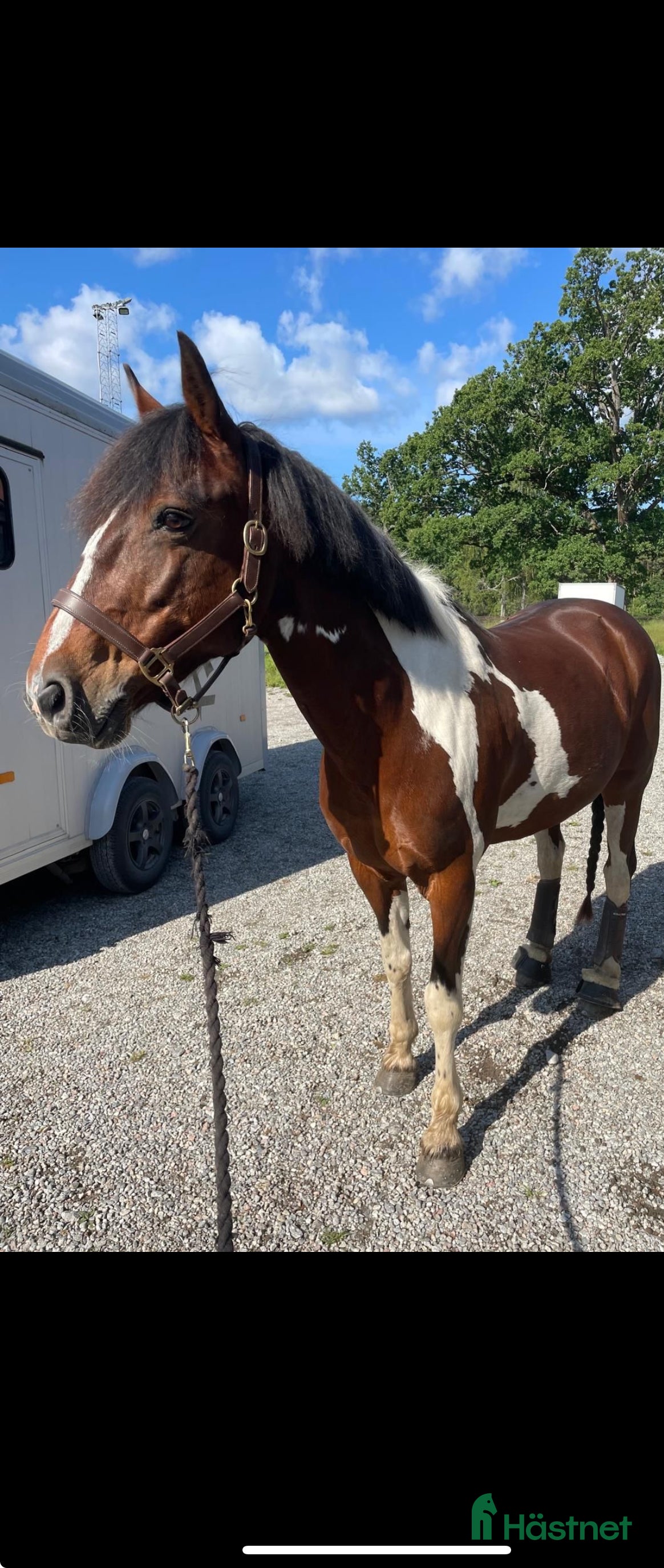  hästar Bombsäker läromästare till barn/nybörjare i Nykvarn - Annons 2