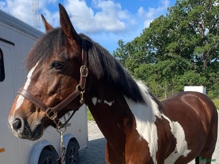 hästar Bombsäker läromästare till barn/nybörjare i Nykvarn - Annons 3