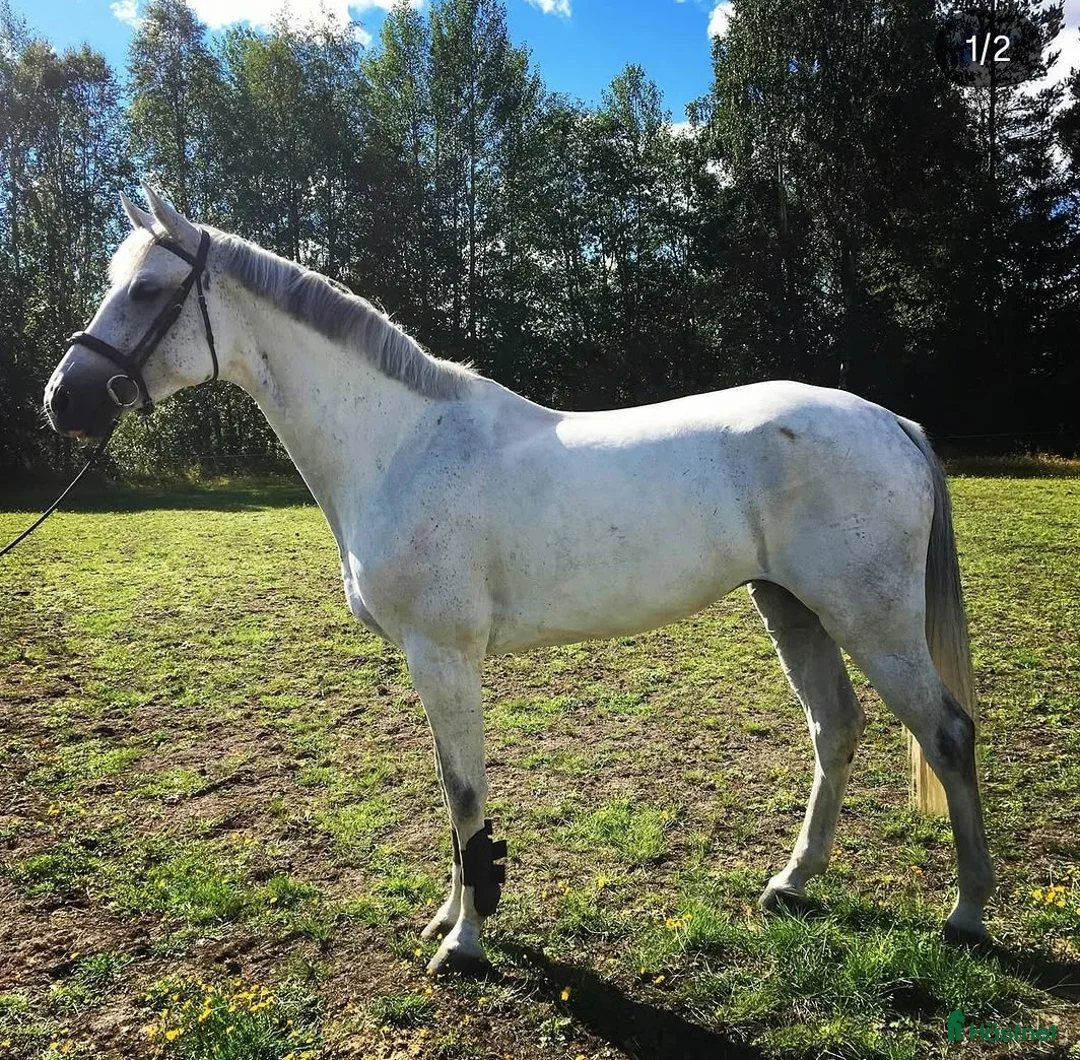 Avelshästar hästar till salu: Avelssto med meriter - Annons 2