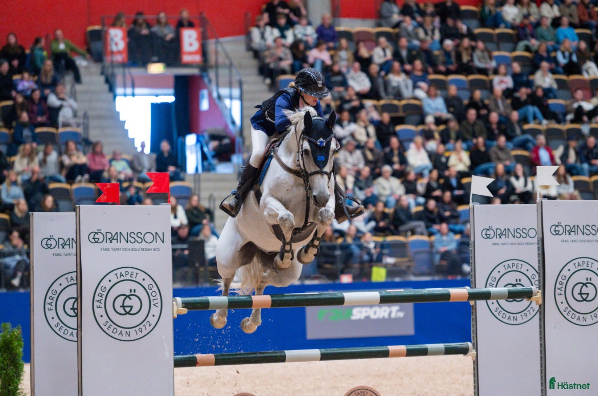  hästar Drömhäst🌟❣️ i Boda Kyrkby - Annons 5