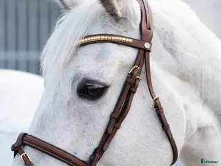Träns hästutrustning Brunt Jacson Aachenträns - Annons 6