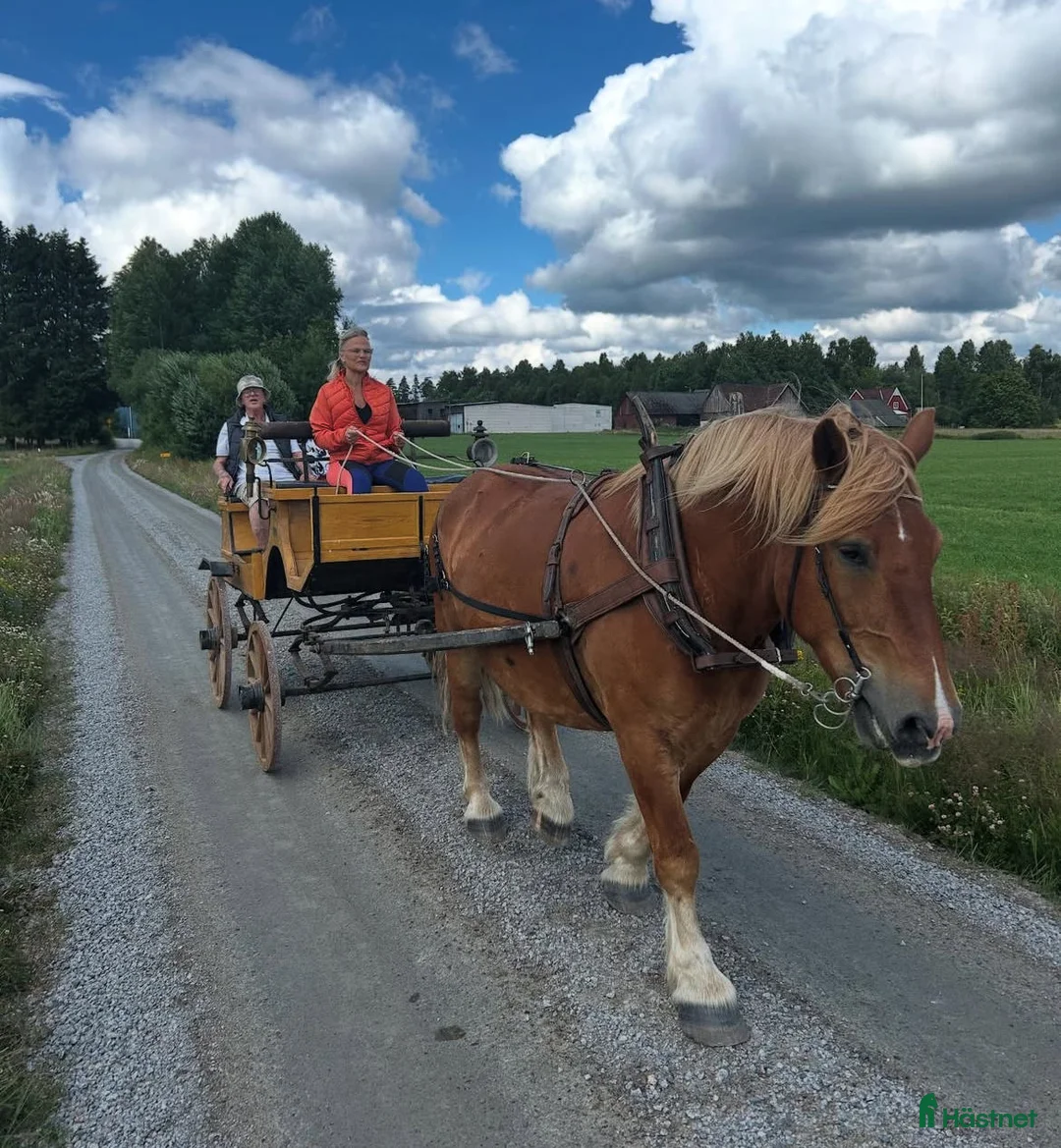 Körning hästar till salu: Ardenner och Russ - Annons 9