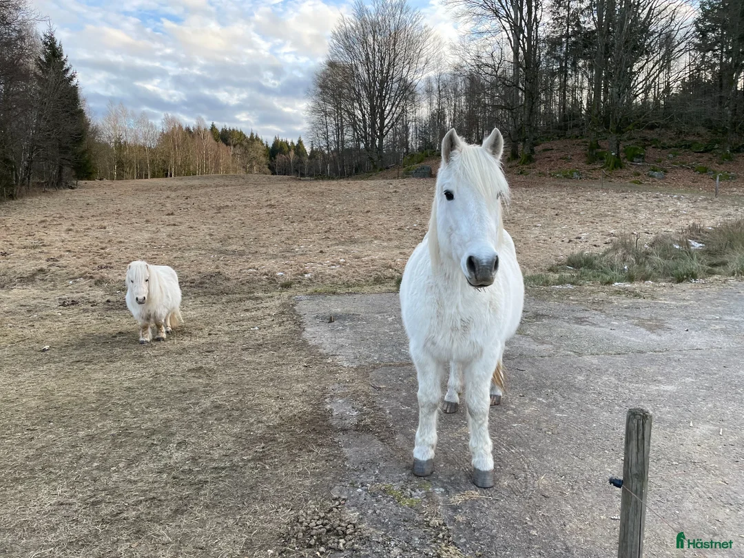 Allround hästar till salu: Skogsmulle - Annons 4