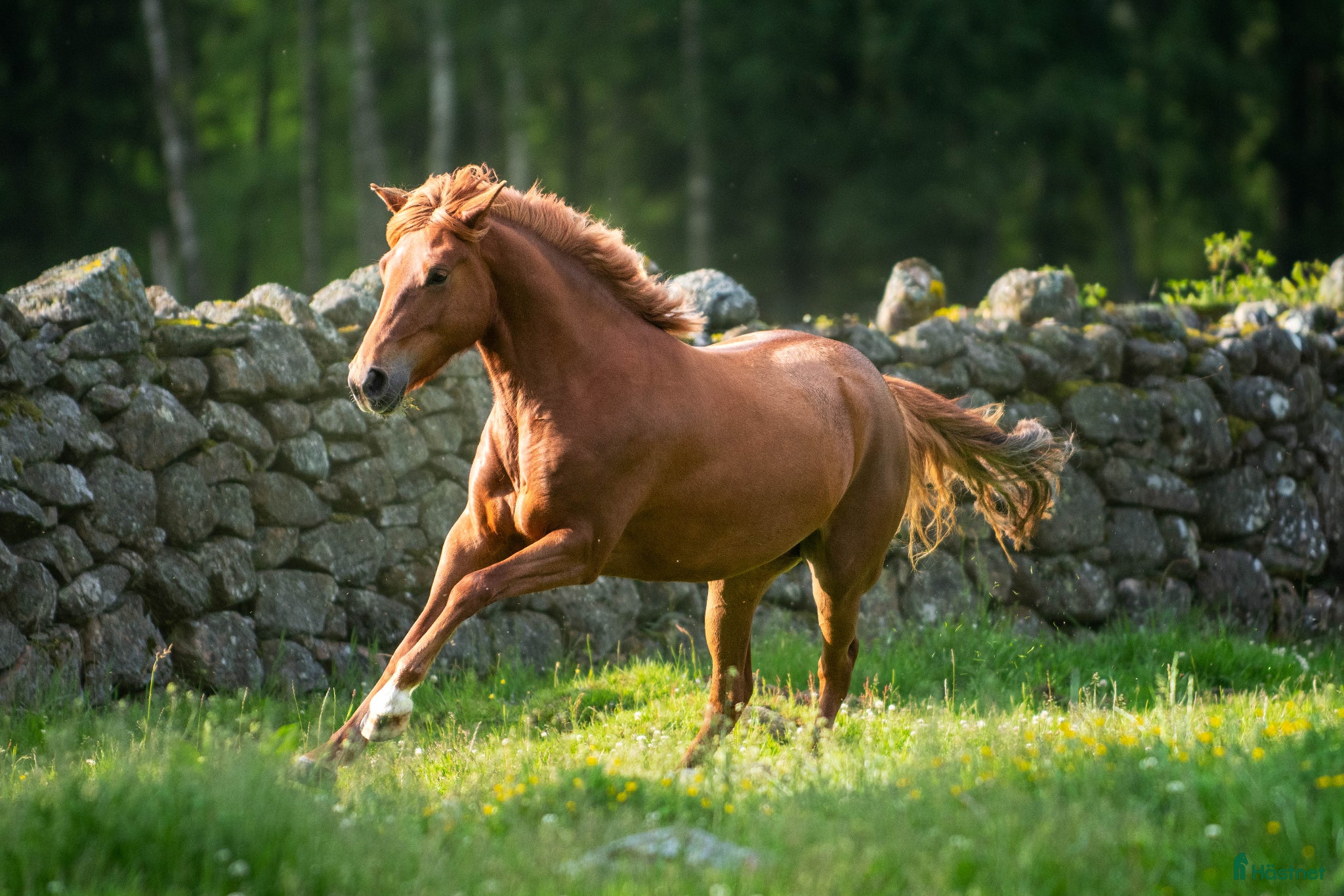  hästar Fantastisk IslandsXquarter sto med sportpotential - Annons 2
