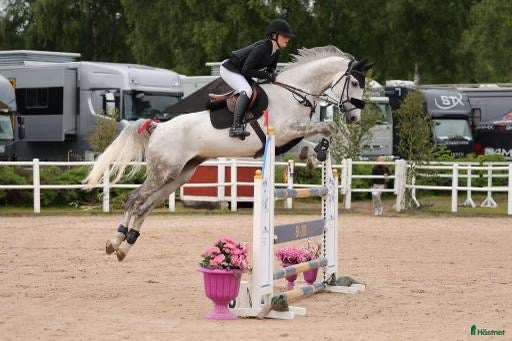  hästar Snygg, snäll och lyxig allroundhäst. - Annons 16