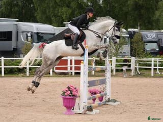 hästar Snygg, snäll och lyxig allroundhäst. - Annons 6