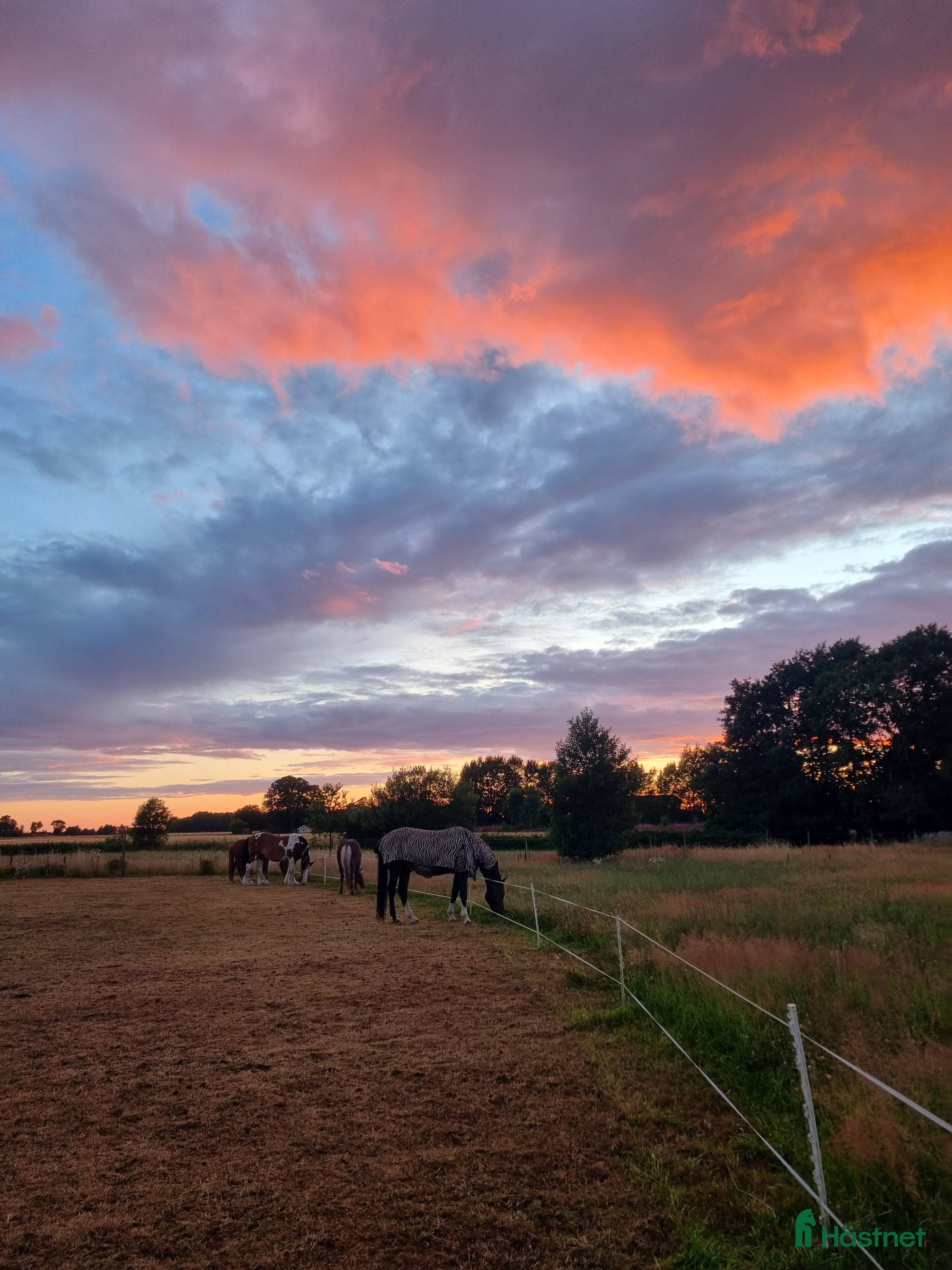  stallplats Lösdrift tvååker - Annons 6