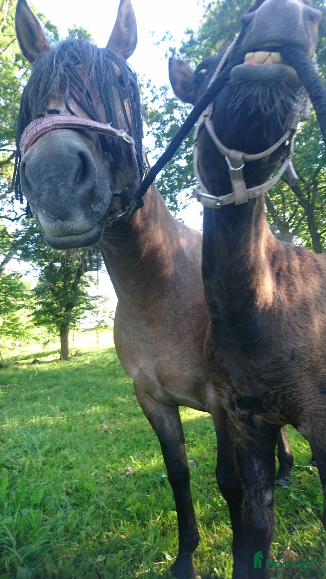  hästjobb finnes: Volontär på Gotland?  i Hemse - Annons 3