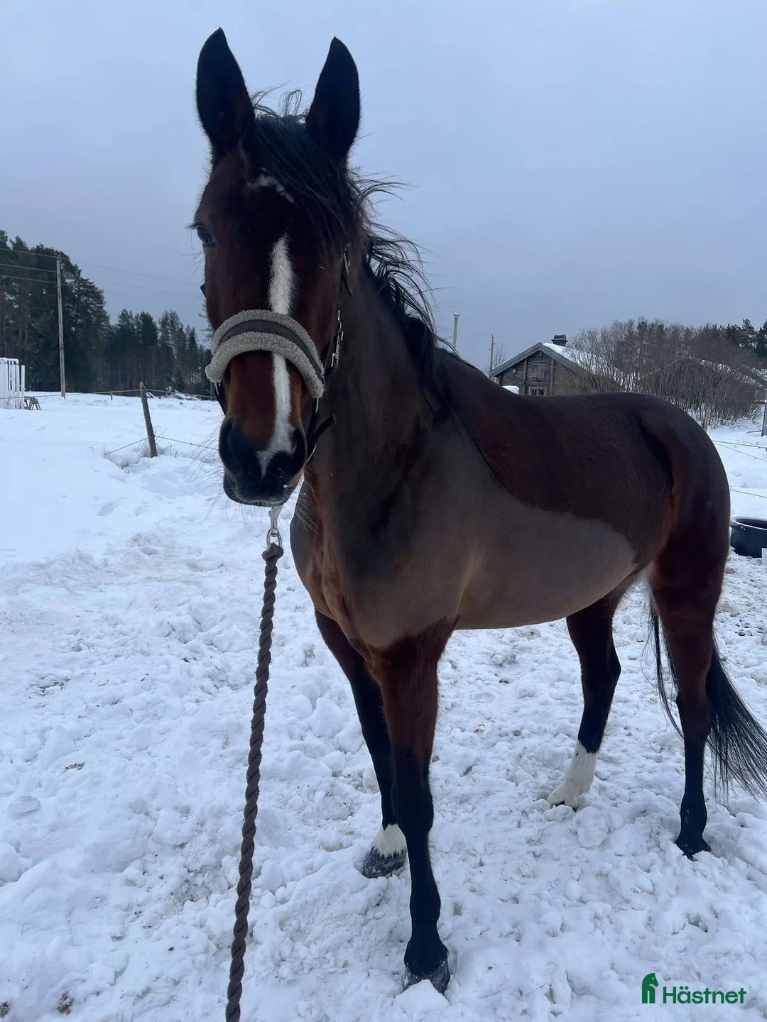 Övrigt hästar till salu: Skogsmulle/fölsto i Furudal - Annons 4