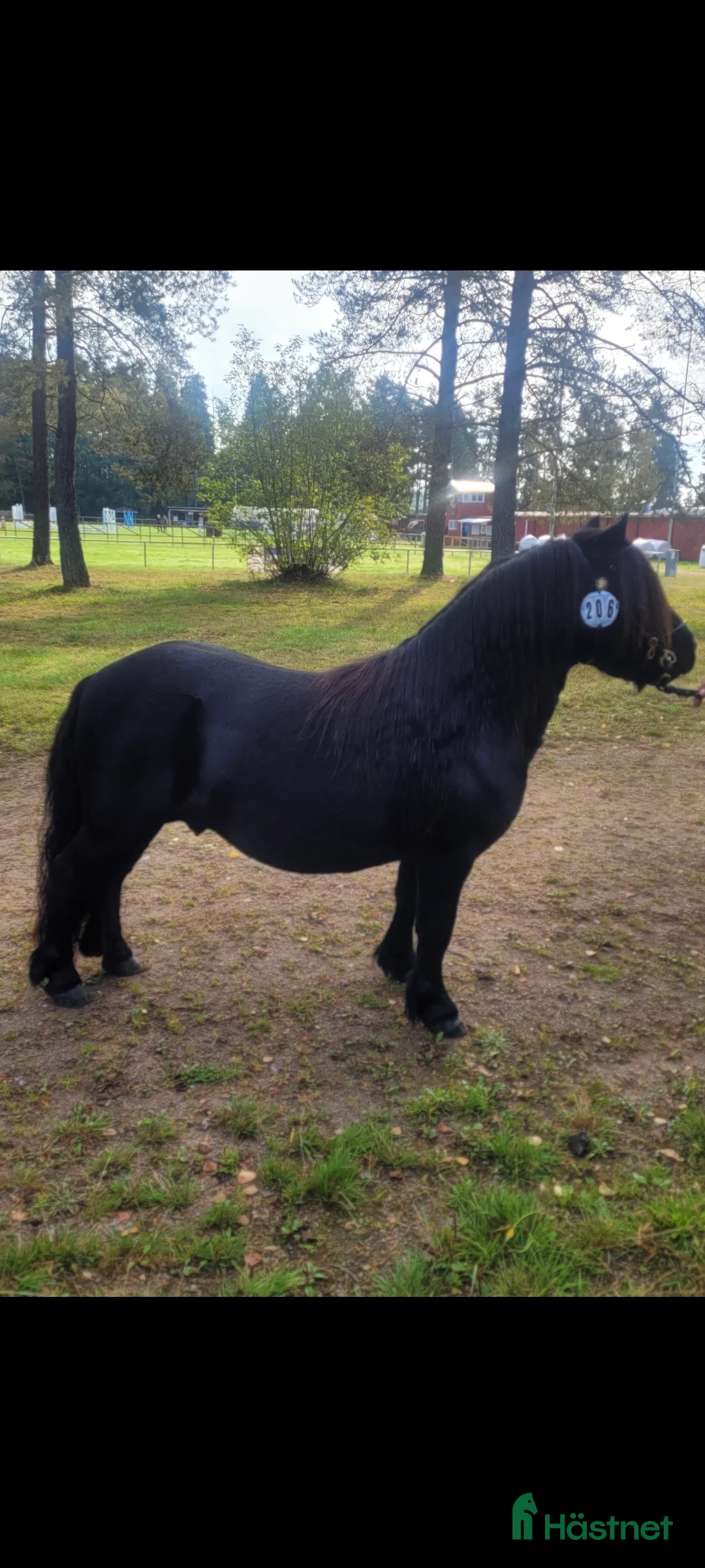 Allround hästar till salu: Trevlig shetlands valack i Ljungskile - Annons 2