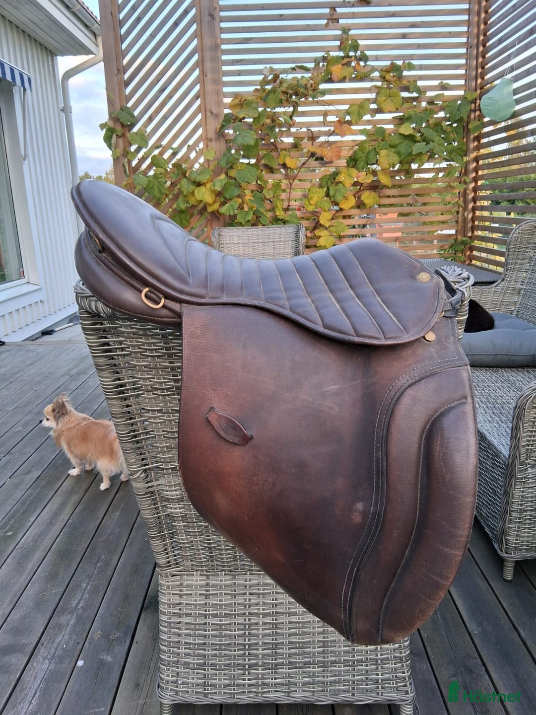 Sadlar hästutrustning till salu: Sadlar: Passier & Henri de Rivel i Ljungbyholm - Annons 10