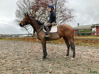 hästar Riktigt trevligt sto med hög ridbarhet i Skara - Annons 14