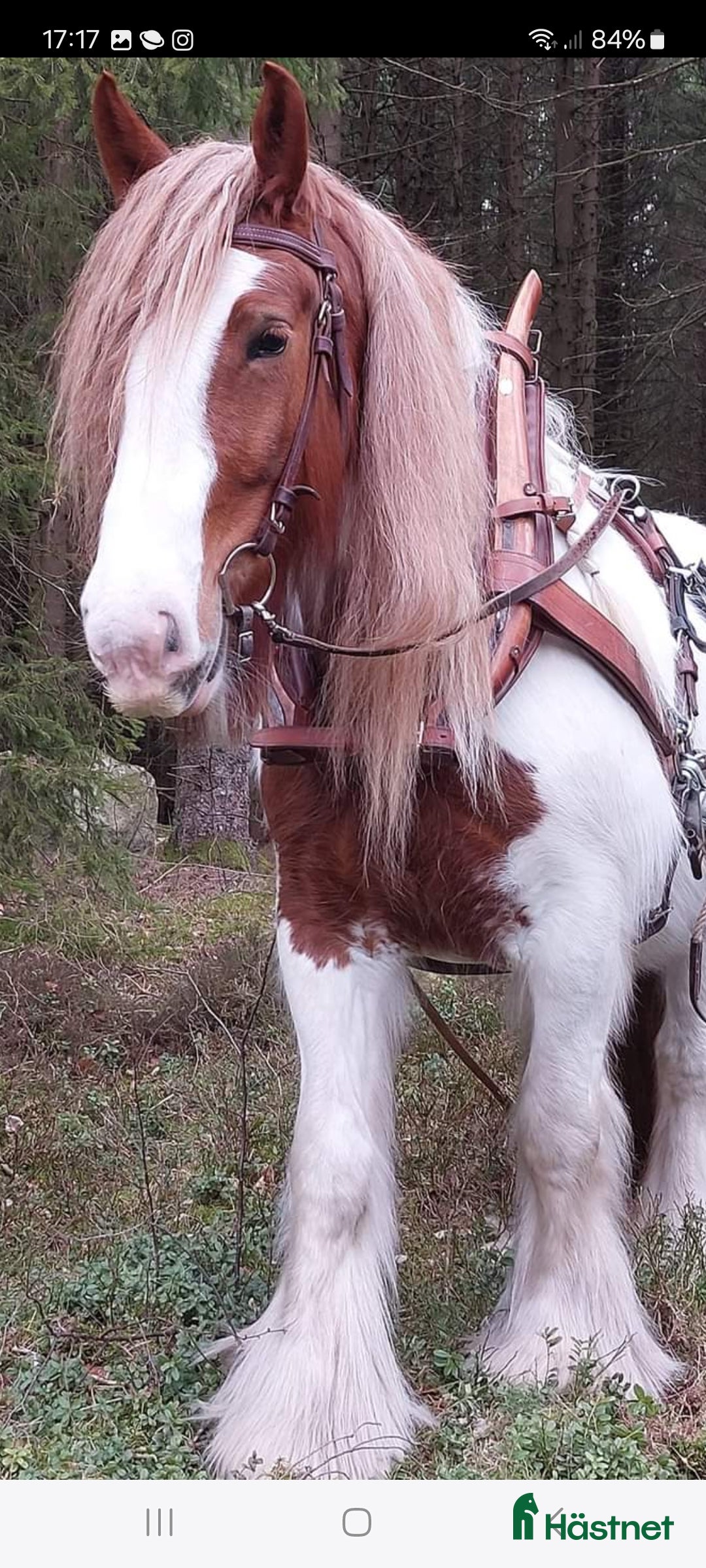 Allround hästar till salu: Maffigt Hingstföl i Uddevalla - Bild 10