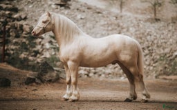 Avelshästar hästar till salu: Welsh av Cobtyp hingst! Kan även kastreras i Heby - Bild 7